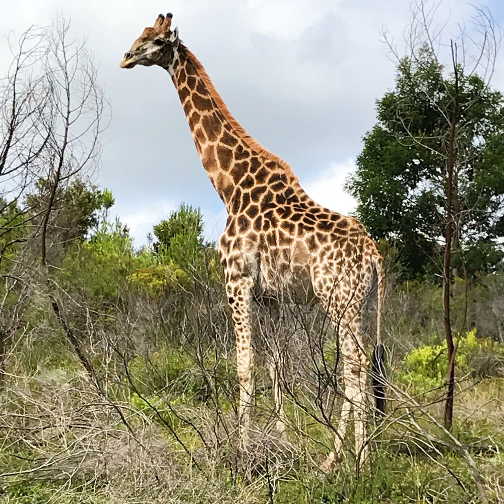 Webspatz Webdesign GmbH | SEO Suchmaschinenoptimierung