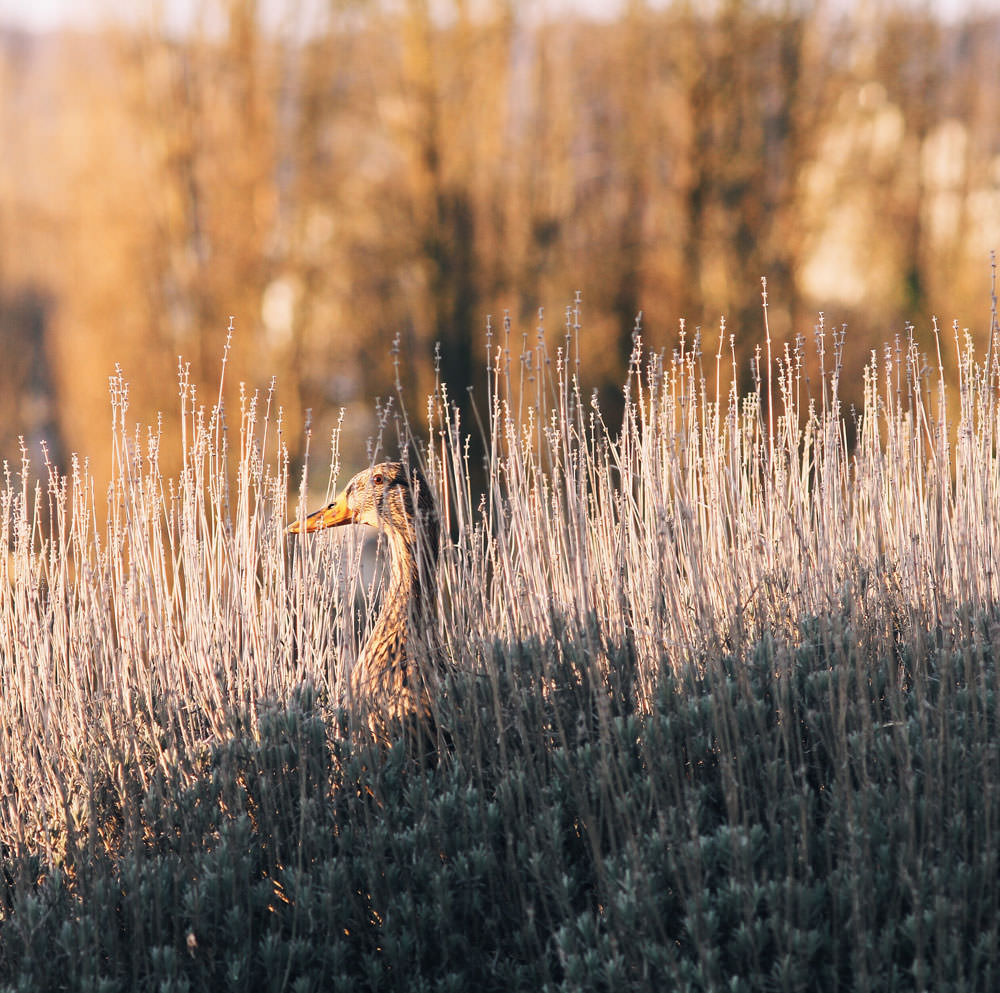 Webspatz Webdesign | Local SEO Zürich